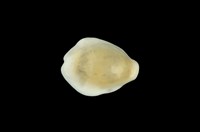 藏品(黃寶螺)的圖片